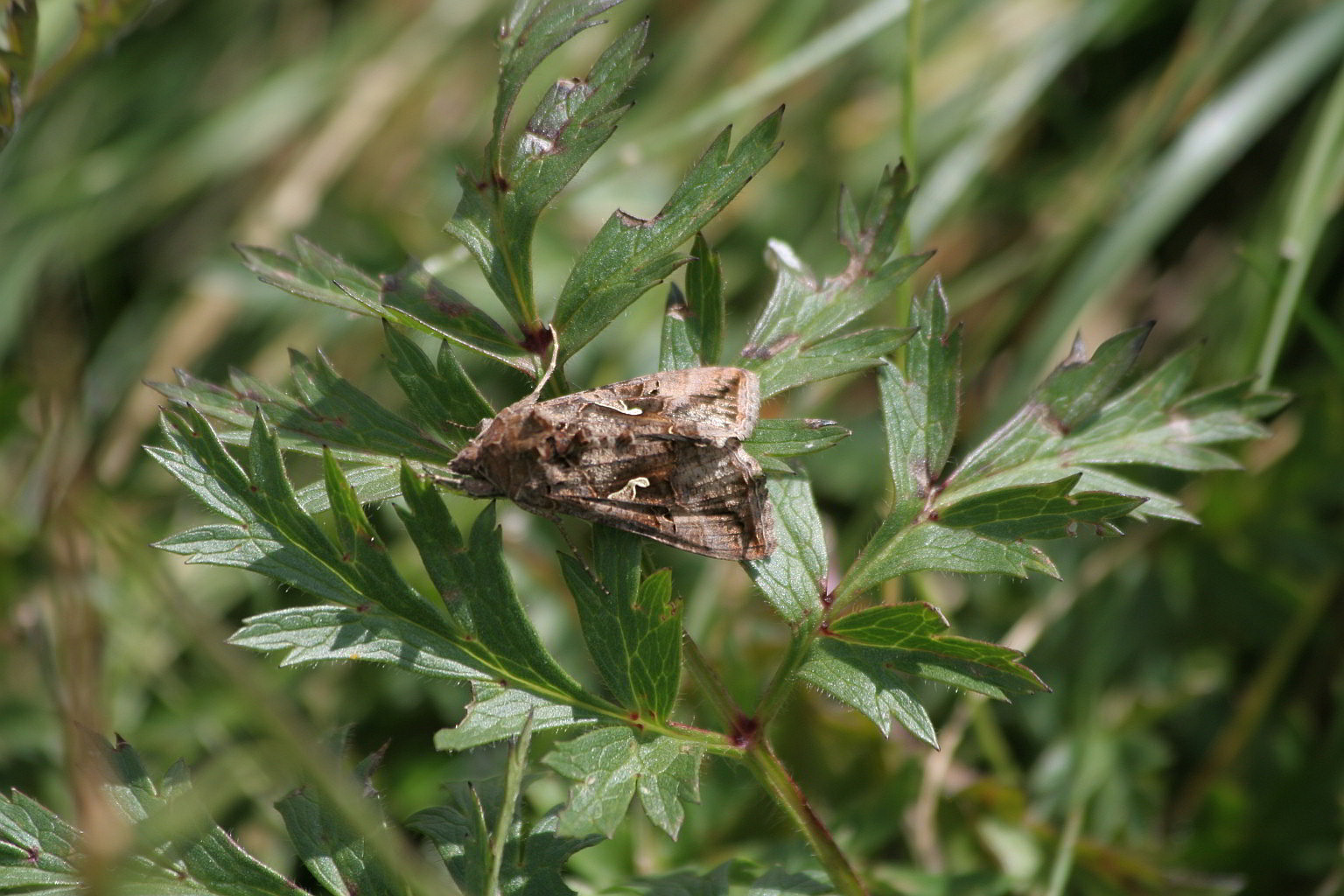 ultima falena - Autographa gamma